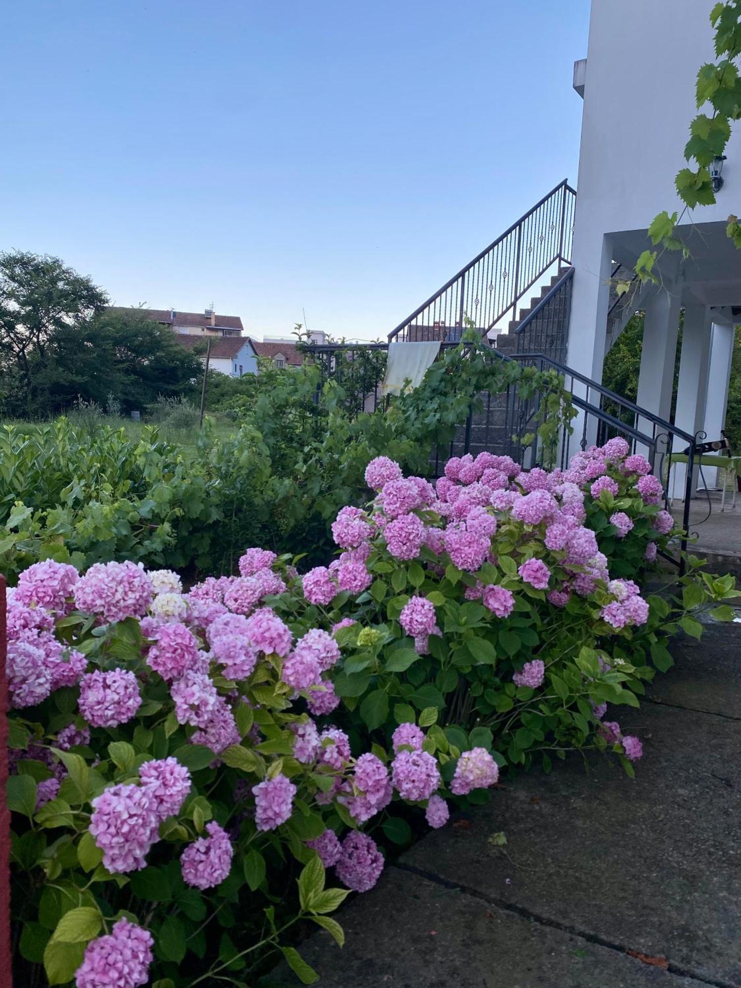 Apartmani Dragana Herceg Novi Dış mekan fotoğraf