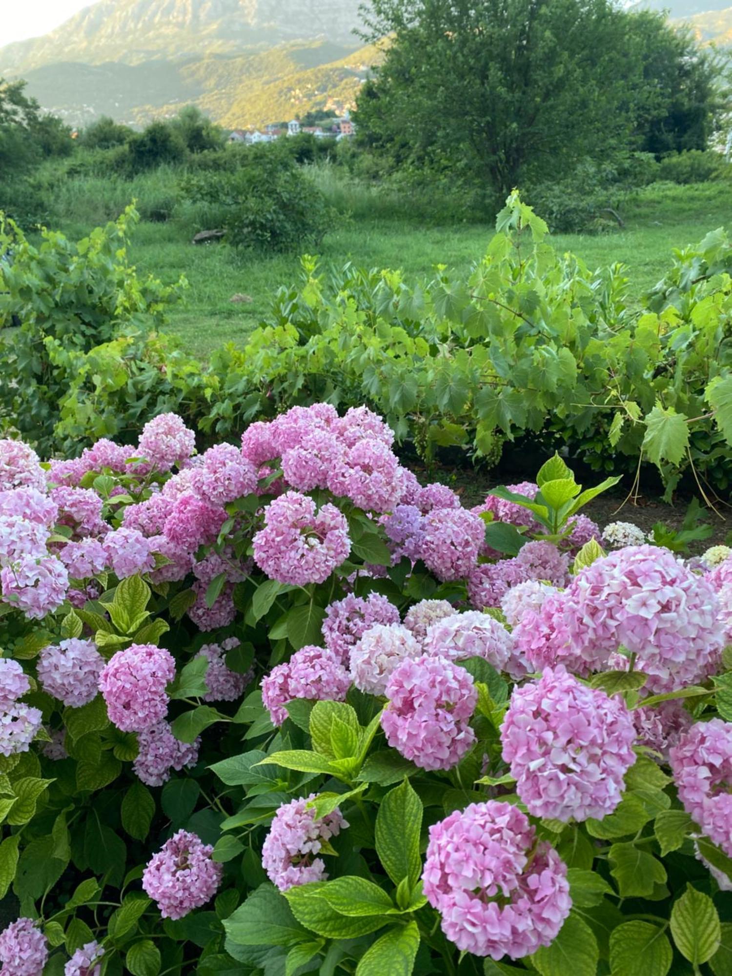 Apartmani Dragana Herceg Novi Dış mekan fotoğraf