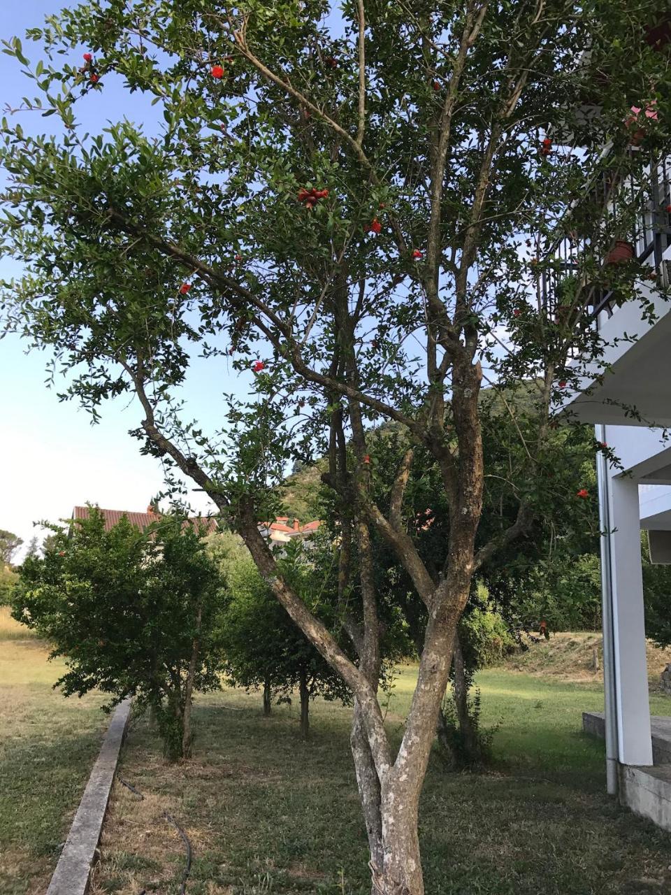 Apartmani Dragana Herceg Novi Dış mekan fotoğraf